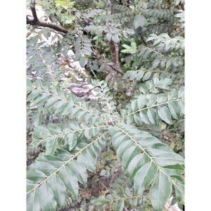 Dried Curry Leaves 100% Pure Organic For Flavoring Foods Murraya 200gm